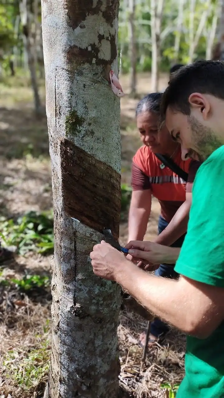 Luca Fischer tapping a rubber tree next to a smallholder farmer in a rubber plantation